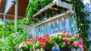 Twój balkon tonie w cieniu? Te kwiaty go rozświetlą