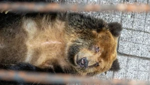Wrocławski Ogród Zoologiczny rusza z kampanią, której celem jest zwrócenie uwagi na sytuację niedźwiedzi przetrzymywanych na fermach