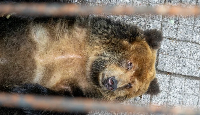 Wrocławski Ogród Zoologiczny rusza z kampanią, której celem jest zwrócenie uwagi na sytuację niedźwiedzi przetrzymywanych na fermach