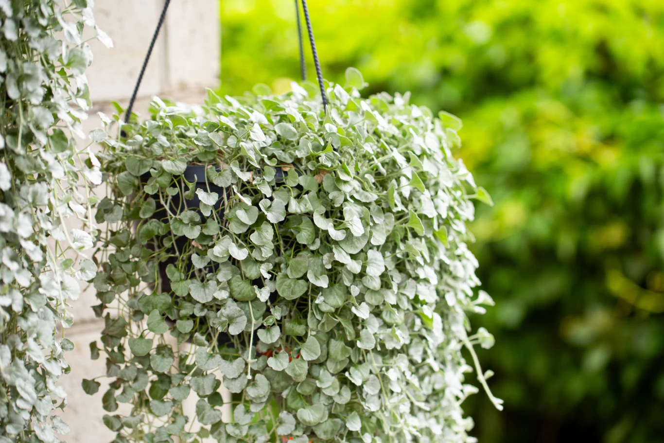 Dichondra wygląda zjawiskowo w wiszących donicach Wisząca doniczka z bujną rośliną o drobnych, jasnozielonych liściach w kształcie serca, kontrastująca z rozmytym, zielonym tłem ogrodu.