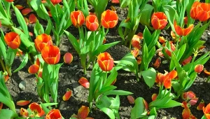 Tulipany już przekwitają? Zrób jedną rzecz, za rok pokryją pół rabaty