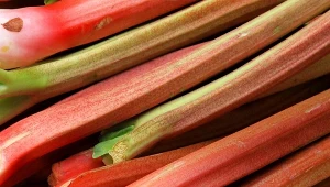 Big pile of organically grown rhubarb vegetable