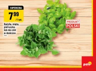 Bazylia w doniczce Polski