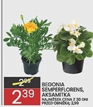 Begonia O...