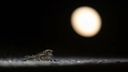 Caprimulgus ruficollis, czyli lelek rdzawoszyi w ciemności