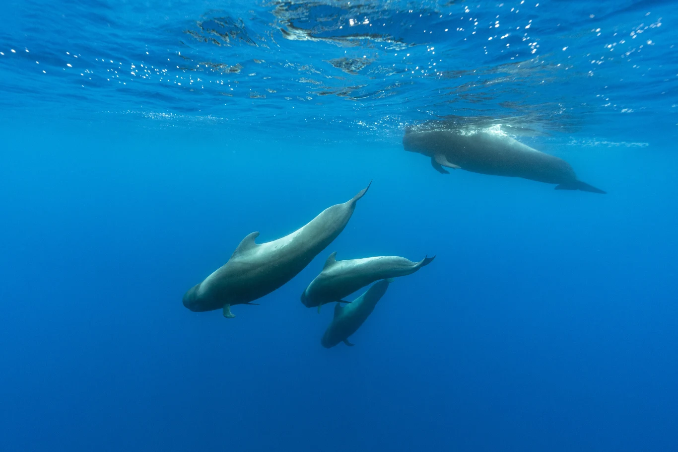 Grupa czterech kaszalotów płynących w głębokiej, krystalicznie niebieskiej wodzie oceanu.