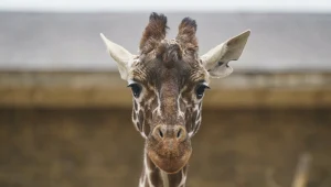 Giraffa reticulata, czyli żyrafa siatkowana
