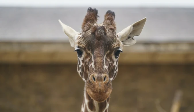Giraffa reticulata, czyli żyrafa siatkowana