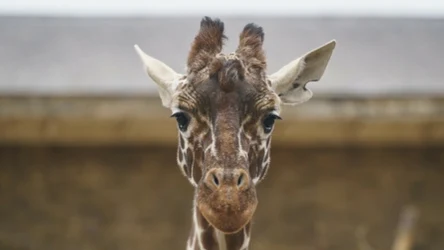 Giraffa reticulata, czyli żyrafa siatkowana