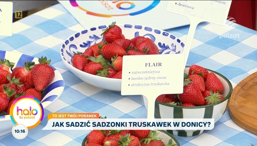 Te truskawki będą owocować nawet na balkonie. Najlepsze odmiany i jak wybrać sadzonki