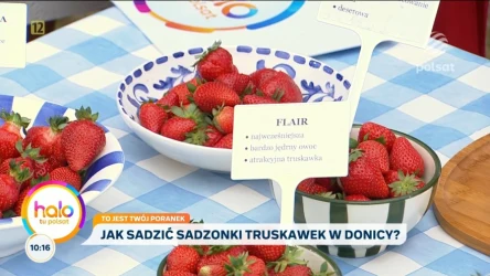 Te truskawki będą owocować nawet na balkonie. Najlepsze odmiany i jak wybrać sadzonki