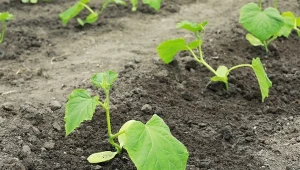 Podlej ogórki naturalną gnojówką dla poprawy ich owocowania