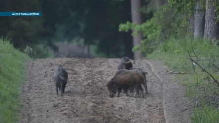 Jak zatrzymać dziki w lasach?