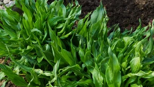 Skorzonera (Scorzonera hispanica) uprawiana jest nie dla liści, tylko smacznych i wartościowych korzeni.