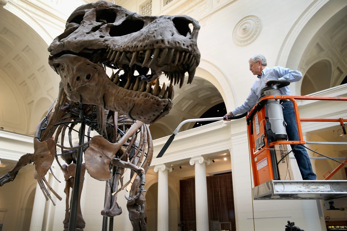 Szkielet tyranozaura podczas czyszczenia przez pracownika stojącego na podnośniku w muzeum.