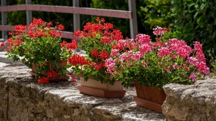 Pelargonie to popularne rośliny ozdobne. Domowy nawóz sprawi, że będą długo i obficie kwitły. Sprawdź, czego użyć, by uzyskać taki efekt.
