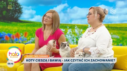Kocie rytuały pod lupą. Ekspertka wyjaśnia, co naprawdę oznaczają