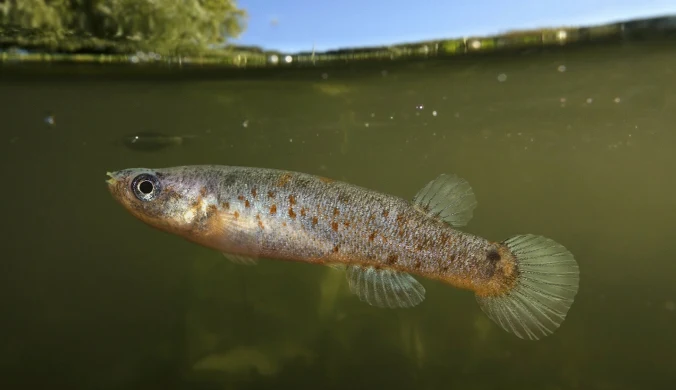  Kryptolebias marmoratus