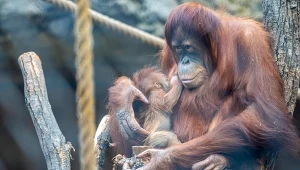 Orangutan sumatrzański fot. Paweł Łacheta