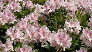 Podsyp każdy krzaczek. Rododendron oszołomi majowym kwitnieniem 