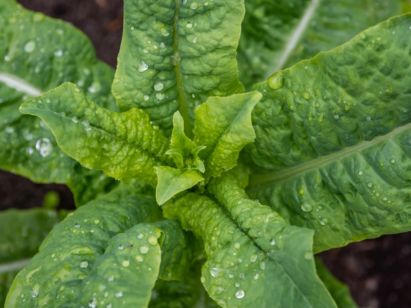 Sałata łodygowa (Lactuca sativa augustana) szybko rośnie i ma minimalne wymagania. Świeże liście sałaty łodygowej pokryte kroplami wody, rozłożyste i soczyście zielone.