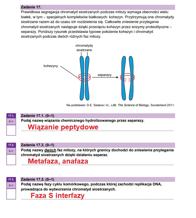 Matura 2026. Biologia, poziom rozszerzony. Arkusz CKE - zadanie 17