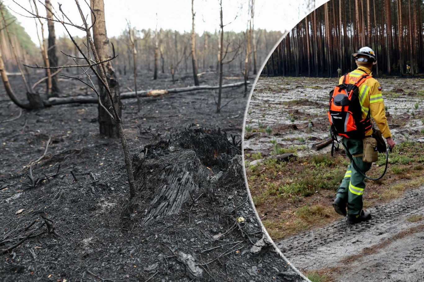 Trwa dogaszanie pogorzeliska w Puszczy Solskiej Pogorzelisko w Puszczy Solskiej