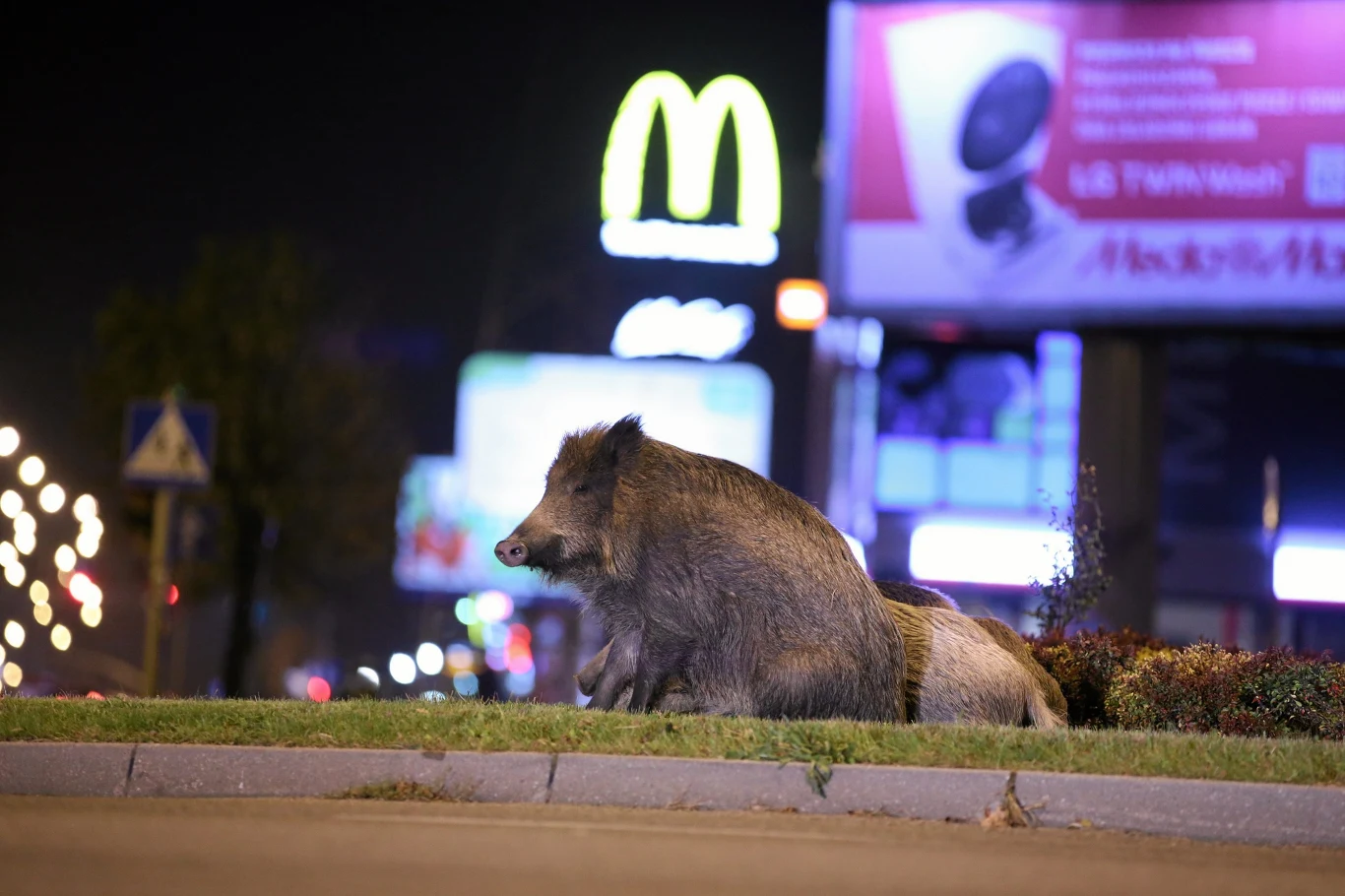 Dwa dziki siedzące na trawniku miejskim przy ruchliwej ulicy nocą, w tle jasno oświetlone reklamy i charakterystyczne żółte łuki sieci fast food.