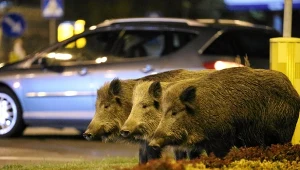Dziki w miastach żywią się zwłaszcza odpadkami
