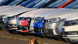 Lisy odwiedzają parkingi, gdyż jest tam sporo zakamarków do ukrycia zdobyczy