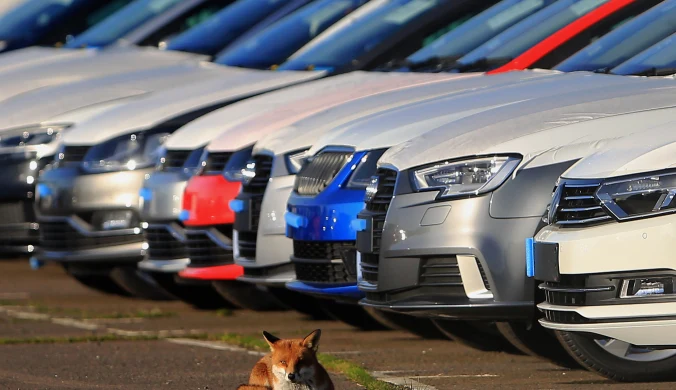 Lisy odwiedzają parkingi, gdyż jest tam sporo zakamarków do ukrycia zdobyczy
