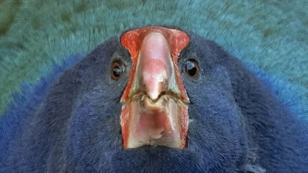 Takahe to jeden z największych chruścieli. Żyje na Nowej Zelandii