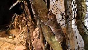 Szerokostopek białoogonowy to endemiczny gryzoń Madagaskaru