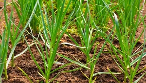 Naturalny „grzejnik” pod warzywami. Rośliny rosną zdrowo i dużo szybciej