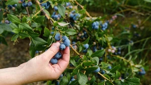 Borówki warto podlewać domowym preparatem z kwasku cytrynowego