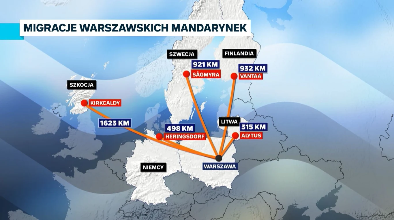 Mapa Europy z zaznaczonymi trasami migracji warszawskich mandarynek do czterech miast: Kirkcaldy w Szkocji (1623 km), Heringsdorf w Niemczech (498 km), Sagmyra w Szwecji (921 km), Vantaa w Finlandii (932 km) oraz Alytus na Litwie (315 km), wraz z wyraź...