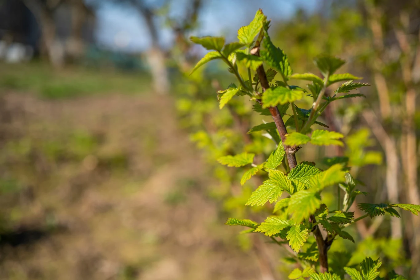 Majowe nawożenie malin pomaga krzewom budować silne pędy i przygotować się do owocowania. Świeże, jasnozielone liście na pędach krzewu malinowego w słonecznym ogrodzie podczas majowej pielęgnacji.