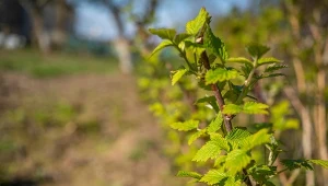 Majowe nawożenie malin pomaga krzewom budować silne pędy i przygotować się do owocowania.