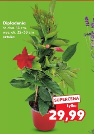 Dipladenia Ok.