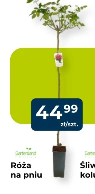 Róża Gartenland
