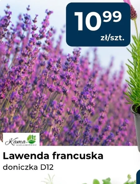 Лаванда Kama