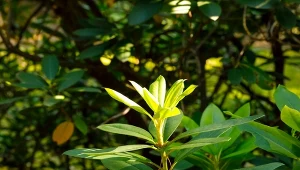 Jak uratować rododendrony przed opuchlakami?