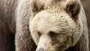 Niedźwiedzi brunatnych w Japonii jest nawet 13 tys. Na terytorium mniejszym od Polski, bo tylko na Hokkaido