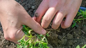 Kwas bursztynowy pobudza rozwój korzeni włośnikowych odpowiedzialnych za pobieranie wody i składników pokarmowych z podłoża. 