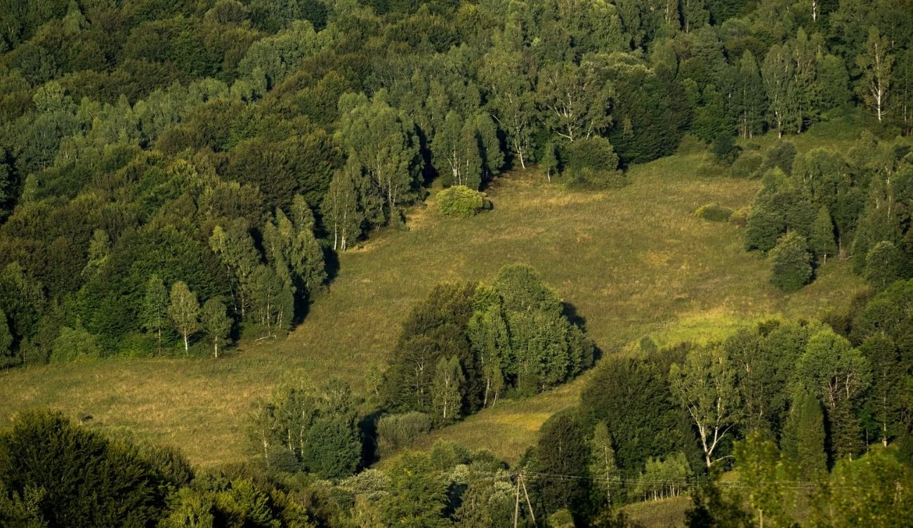 Ruchomy las w Bieszczadach jest fascynującym zjawiskiem Polana otoczona gęstym, mieszanym lasem w Bieszczadach, z przewagą drzew liściastych.