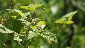 Majowe nawożenie malin pomaga krzewom budować silne pędy i przygotować się do owocowania.
