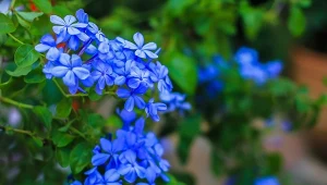 Posadź zamiast hortensji. Długo kwitną niebieską kaskadą, nie kapryszą