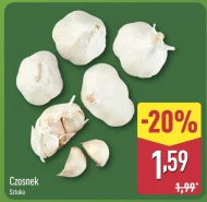 Czosnek