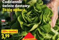 Sałata masłowa Polski