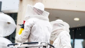 Niemcy. Szerszeń azjatycki atakuje, władze mają plan